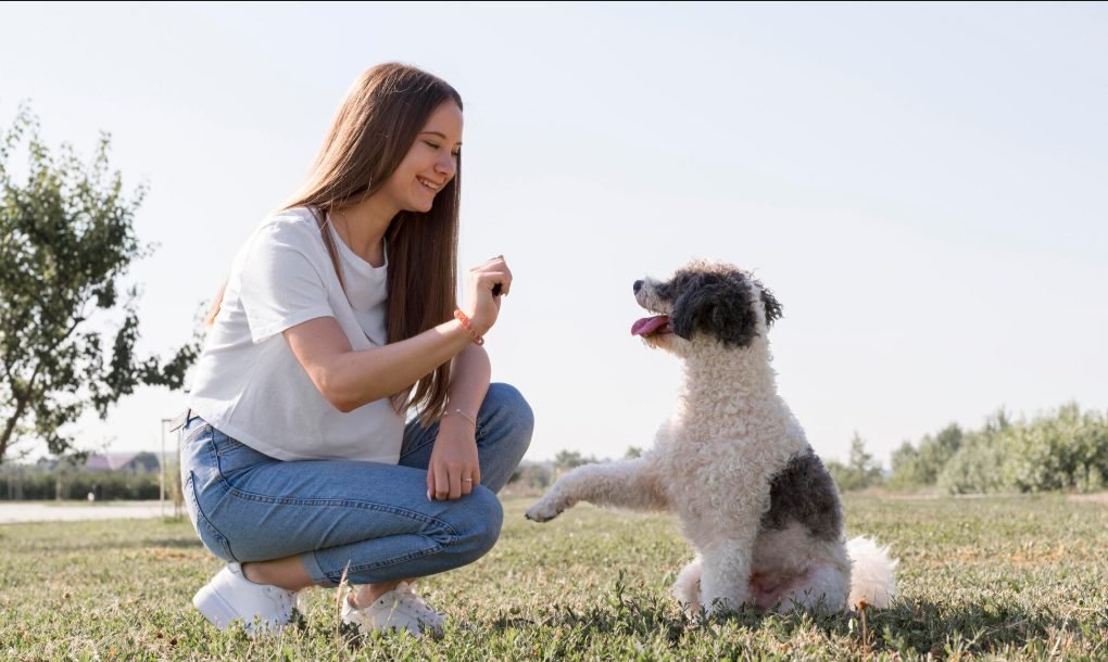 A woman training her dog outdoors